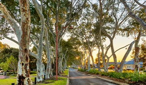 Discover more about The Rivergums