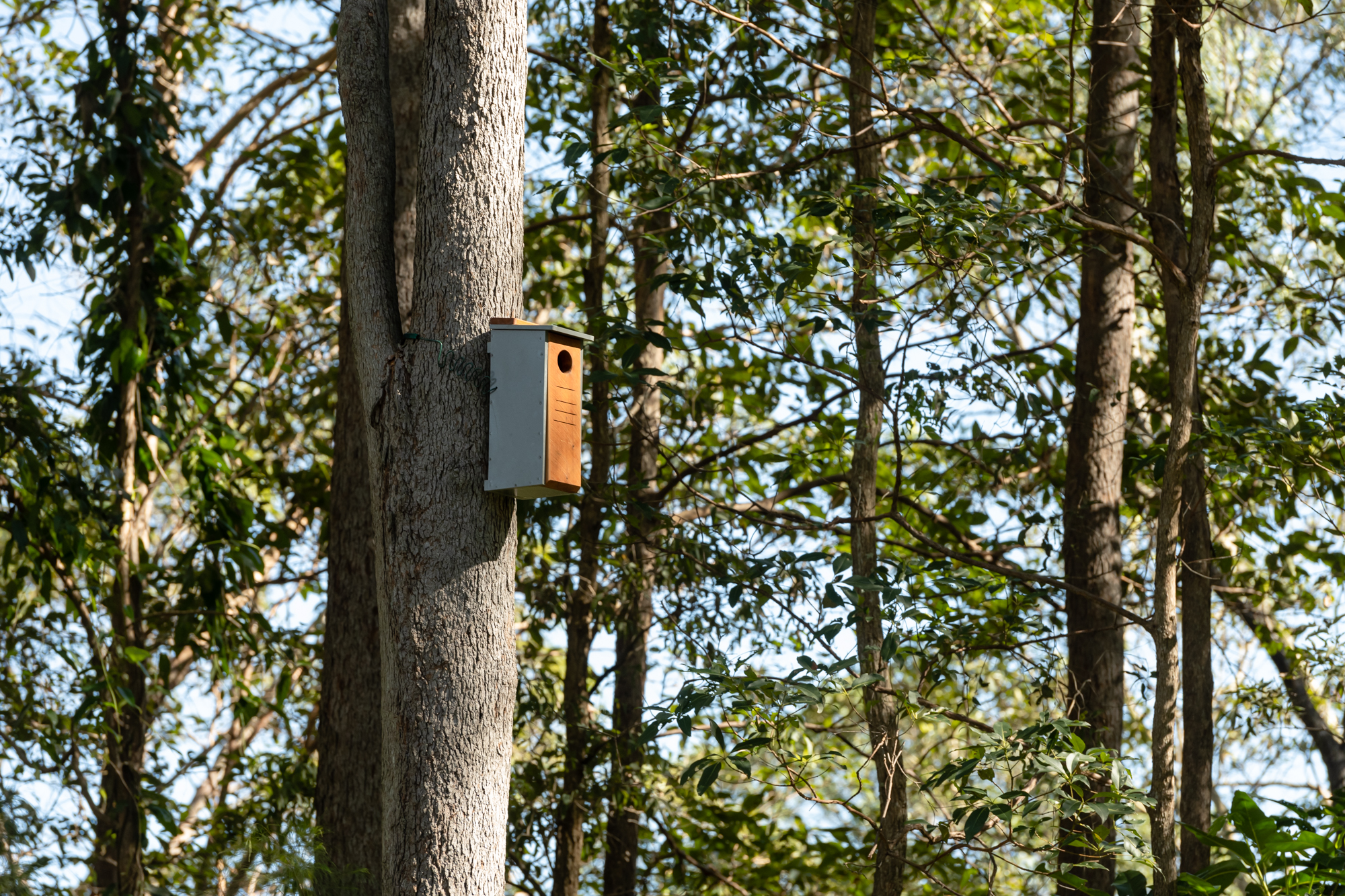 220808_Cedar Wood-008